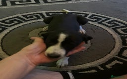 Mixed Breed dogs for sale: Stunning lurcher pup    - Image 5
