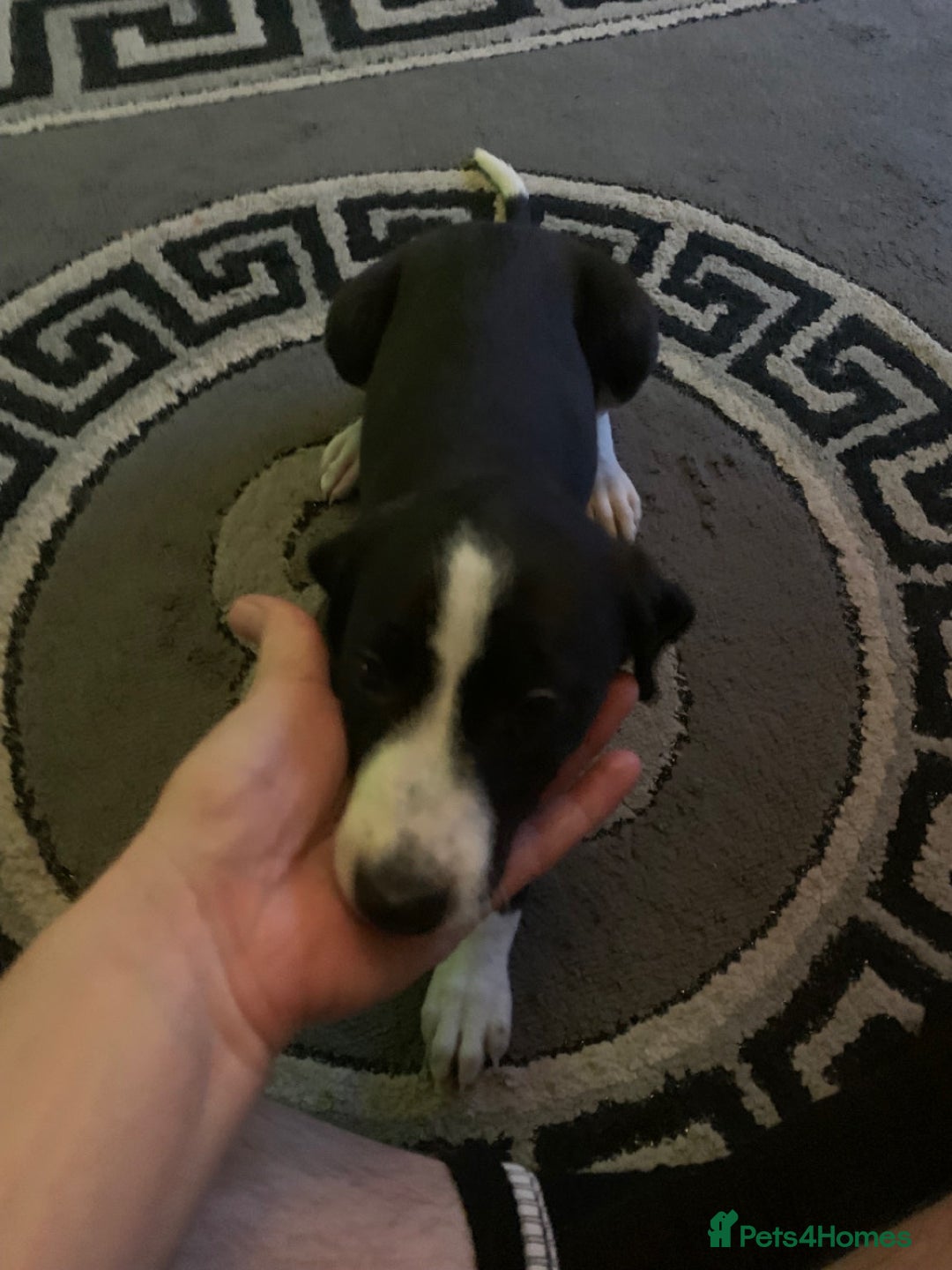 Mixed Breed dogs for sale: Stunning lurcher pup    - Image 5