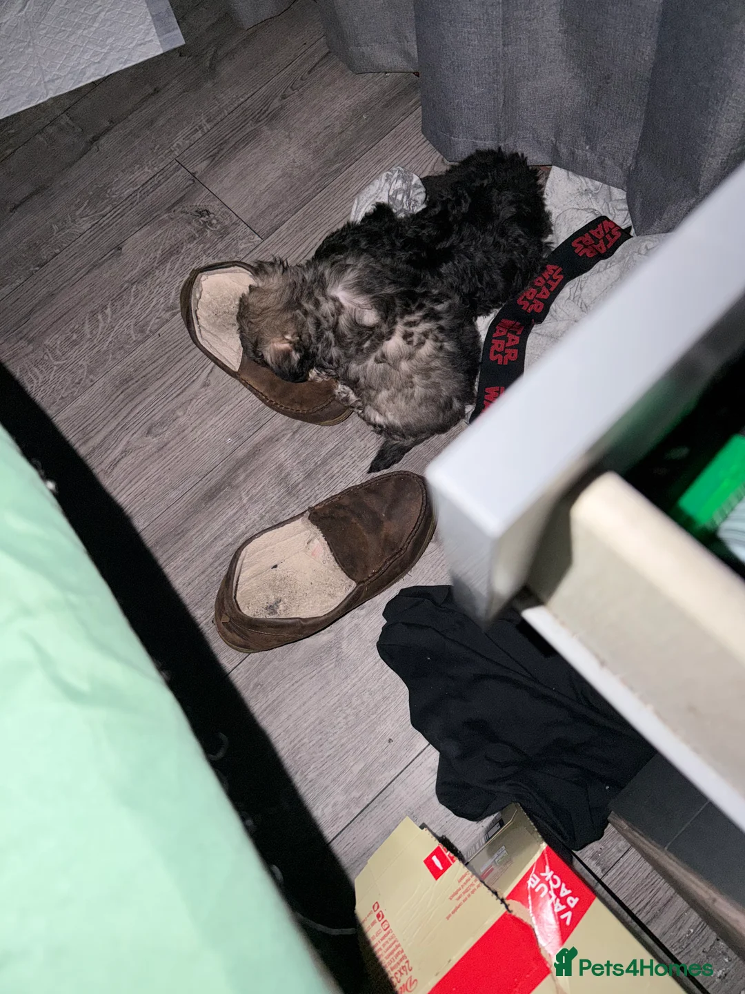 Mixed Breed dogs for sale: Stunning Chinese Crested X Shih Tzu - Advert 5