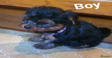 Yorkshire Terrier dogs - Advert 4