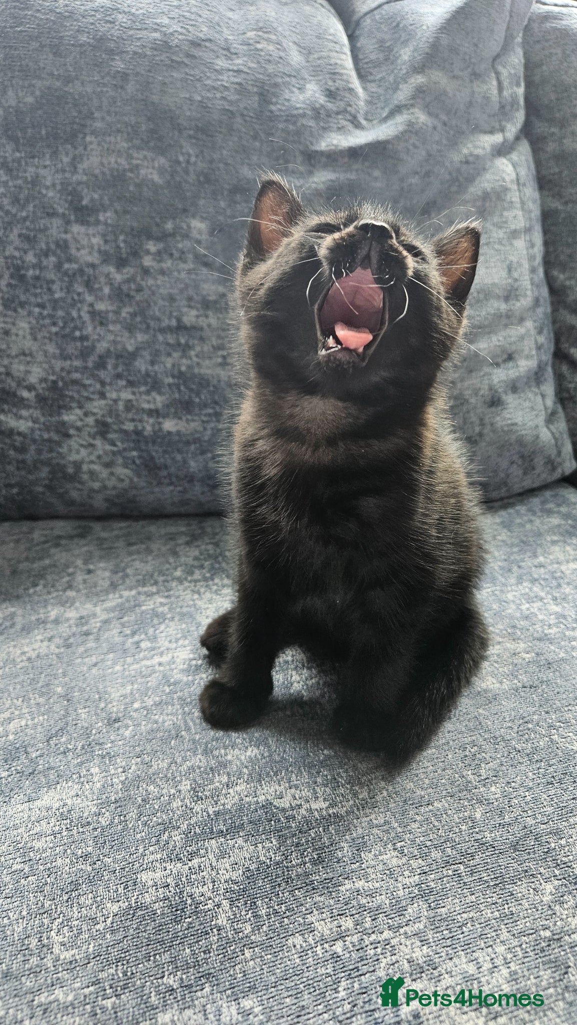 Mixed Breed cats Kittens  - Advert 1