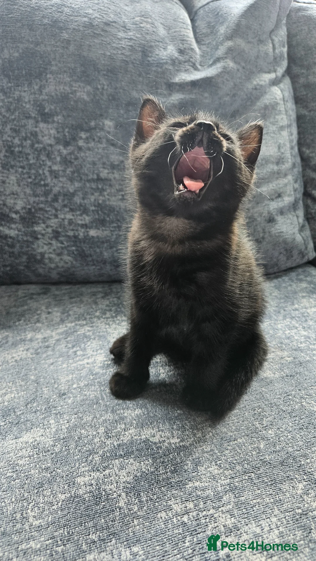 Mixed Breed cats for sale: Kittens  - Advert 1