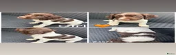 English Springer Spaniel dogs for sale: Springer spaniel puppies🩵❤️ - Advert 4
