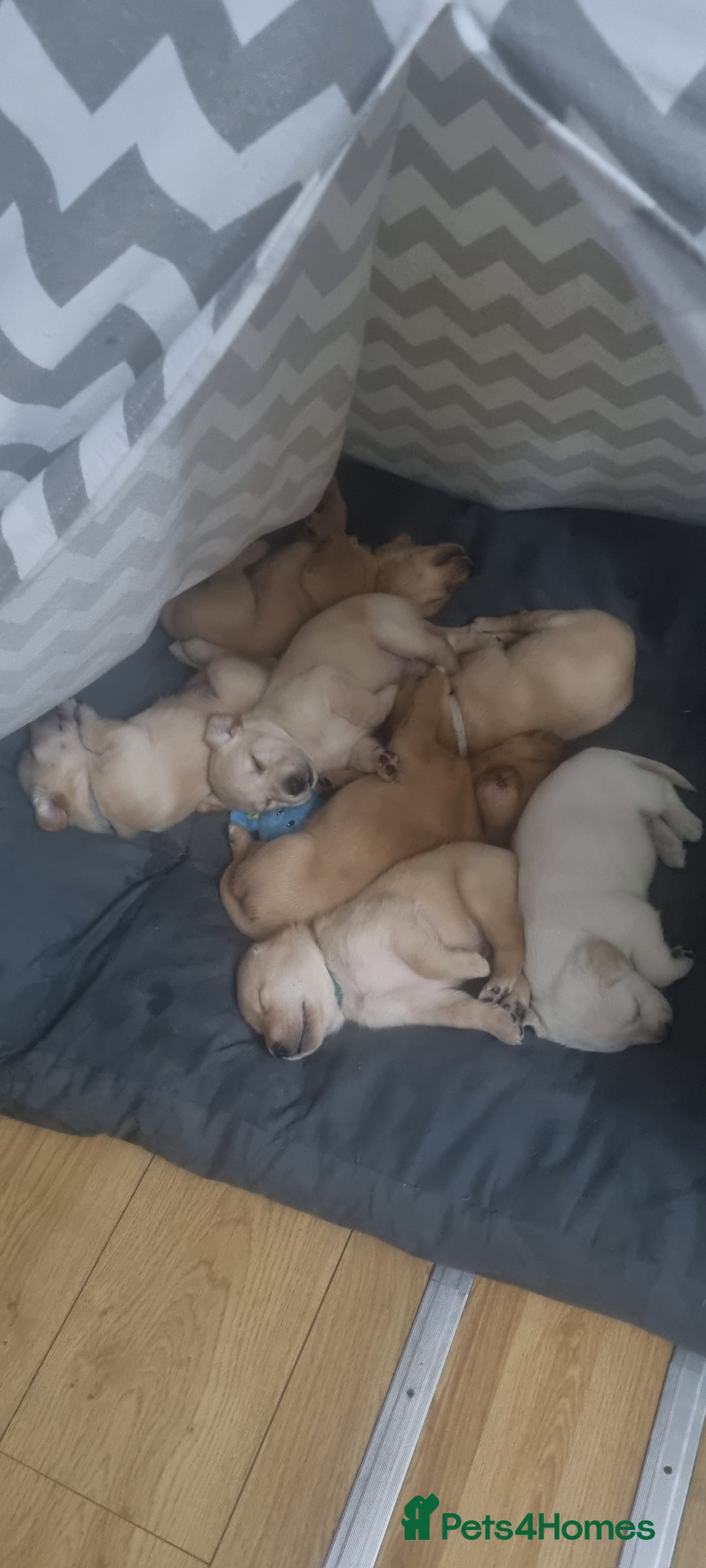 Labrador Retriever dogs for sale: Labrador puppies - Advert 17