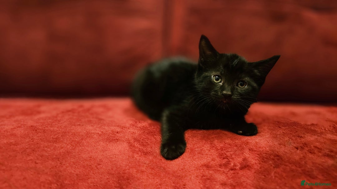 Mixed Breed cats for sale: adorable kittens are looking for a new home - Image 5