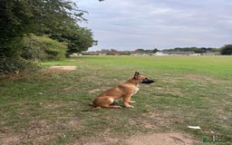German Shepherd dogs for sale: Adorable German Shepherd Puppy for HisForever Home - Image 1