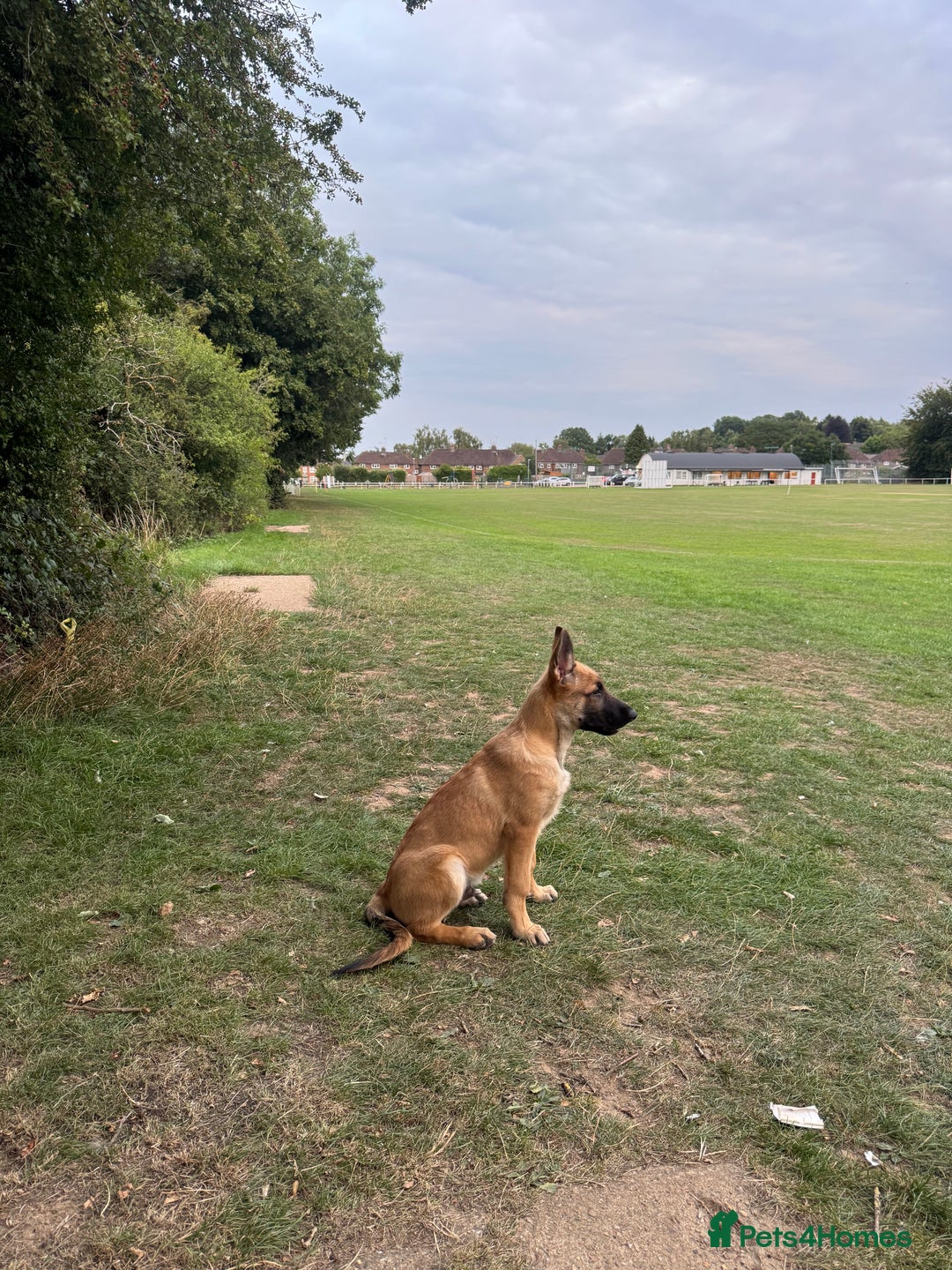 German Shepherd dogs for sale: Adorable German Shepherd Puppy for HisForever Home - Image 1
