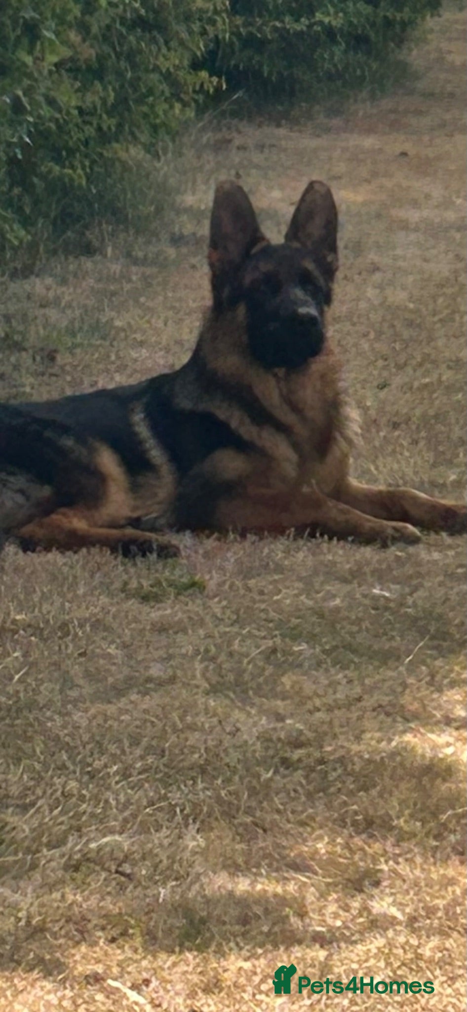 German Shepherd dogs 5 half month MALE GSD - Advert 1