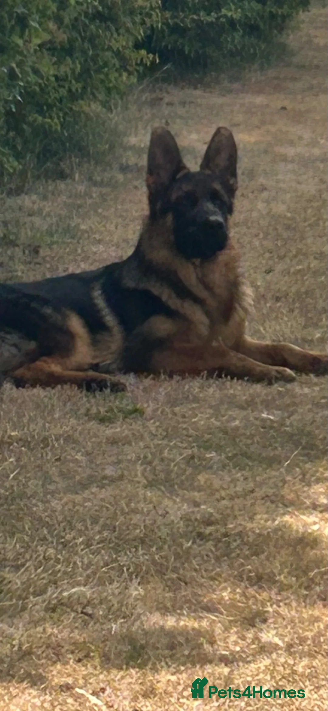 German Shepherd dogs for sale: 5 half month MALE GSD in Newark - Advert 1