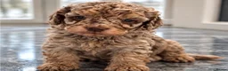 Cockapoo dogs for sale: Exquisite 5* rated licensed F2bb toy cockapoo’s  - Advert 2