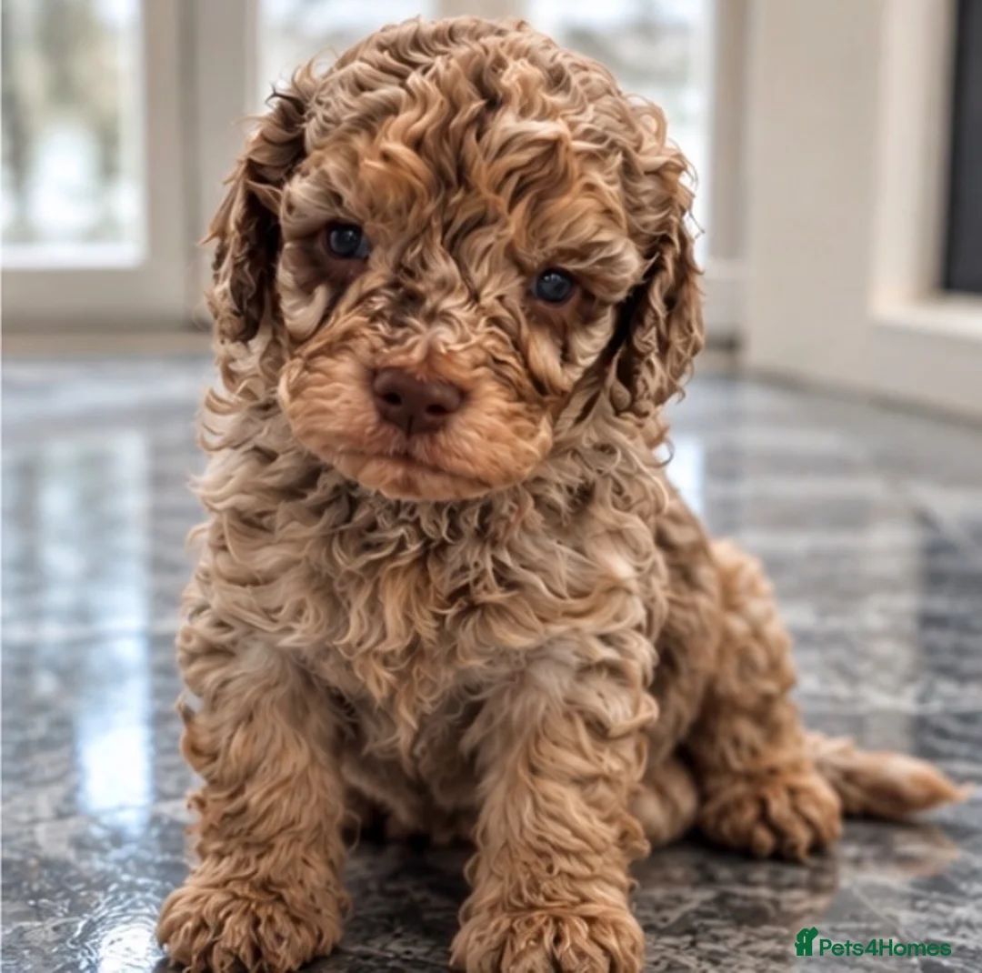 Cockapoo dogs for sale: Exquisite 5* rated licensed F2bb toy cockapoo’s  - Advert 2