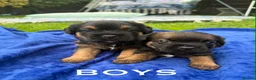 Border Terrier dogs for sale: Kc registered border terriers  in Maidstone - Advert 7
