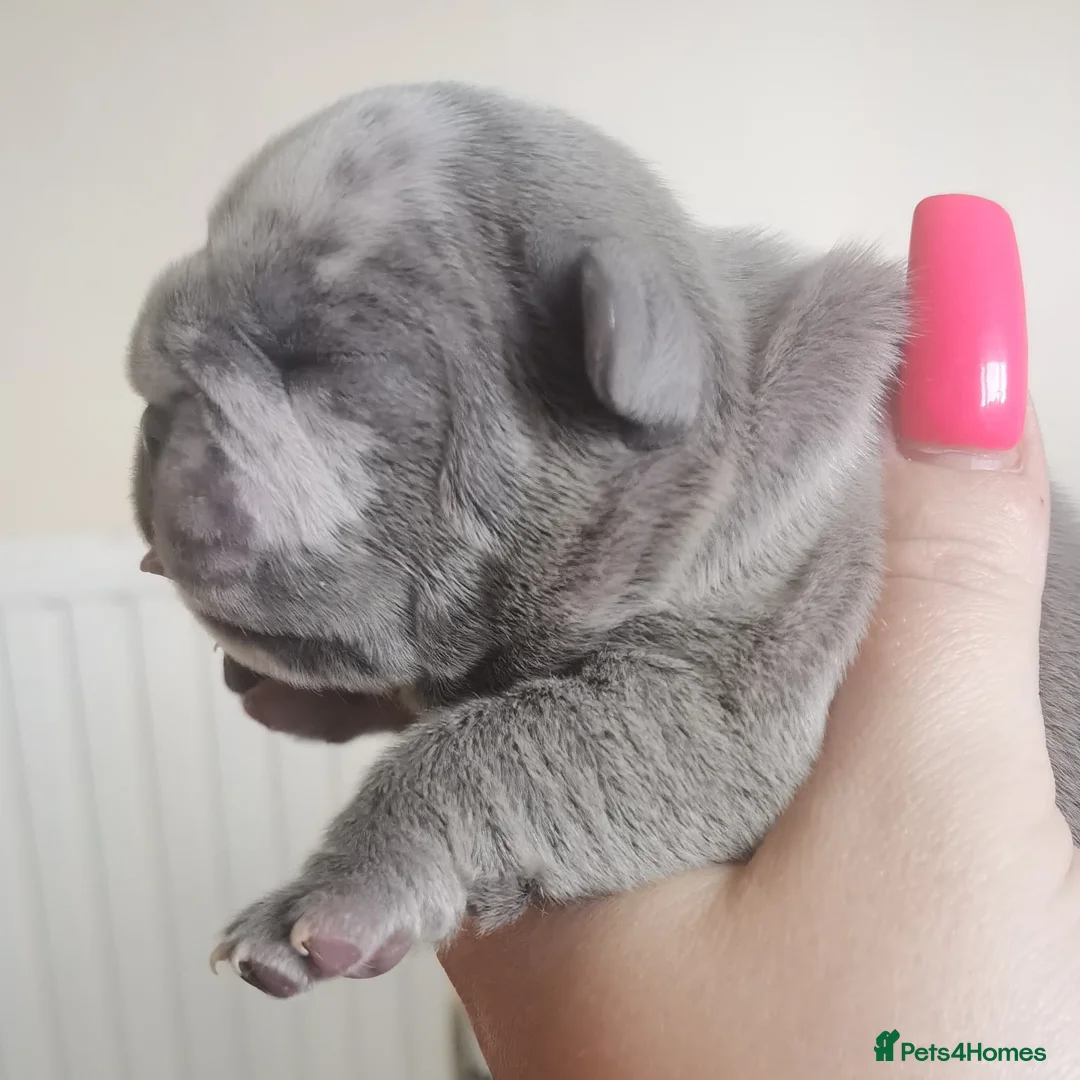 French Bulldog dogs for stud: Mayan, Rfg, bva, Silver health tested Lilac tan in Sheffield - Advert 20