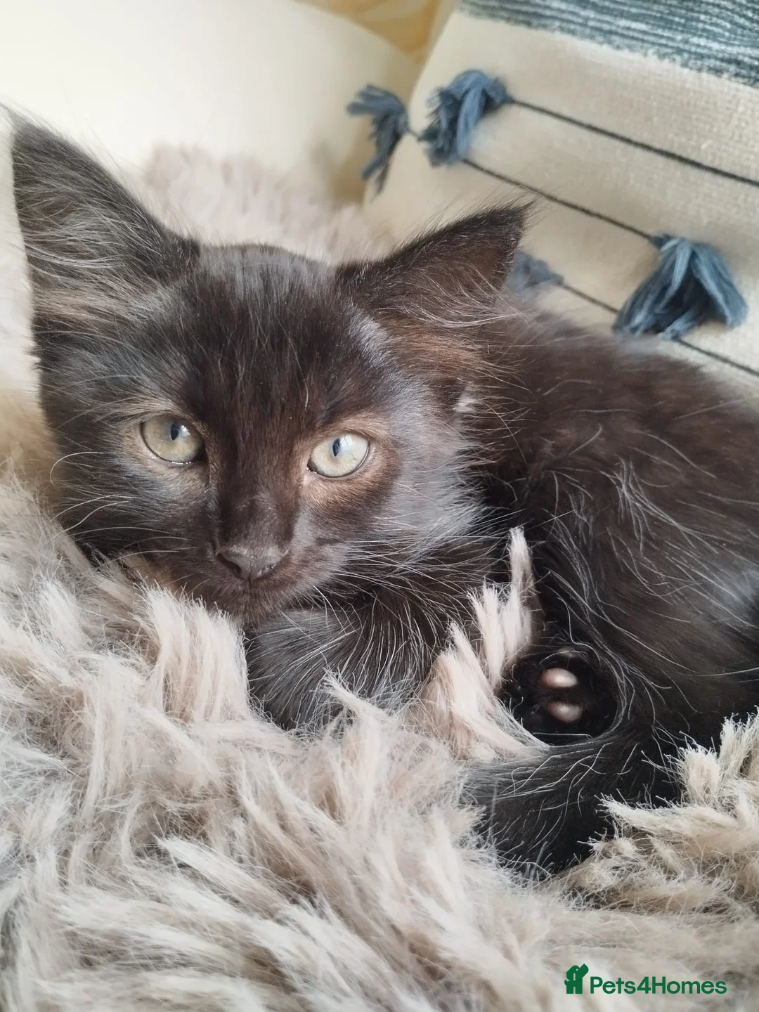 Mixed Breed cats for sale: 2 Kittens Ready for New Homes, 10 Weeks Old - Advert 1