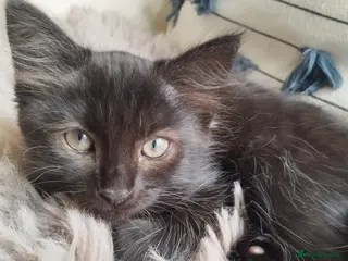 Mixed Breed cats 2 Kittens Ready for New Homes, 10 Weeks Old - Advert 4