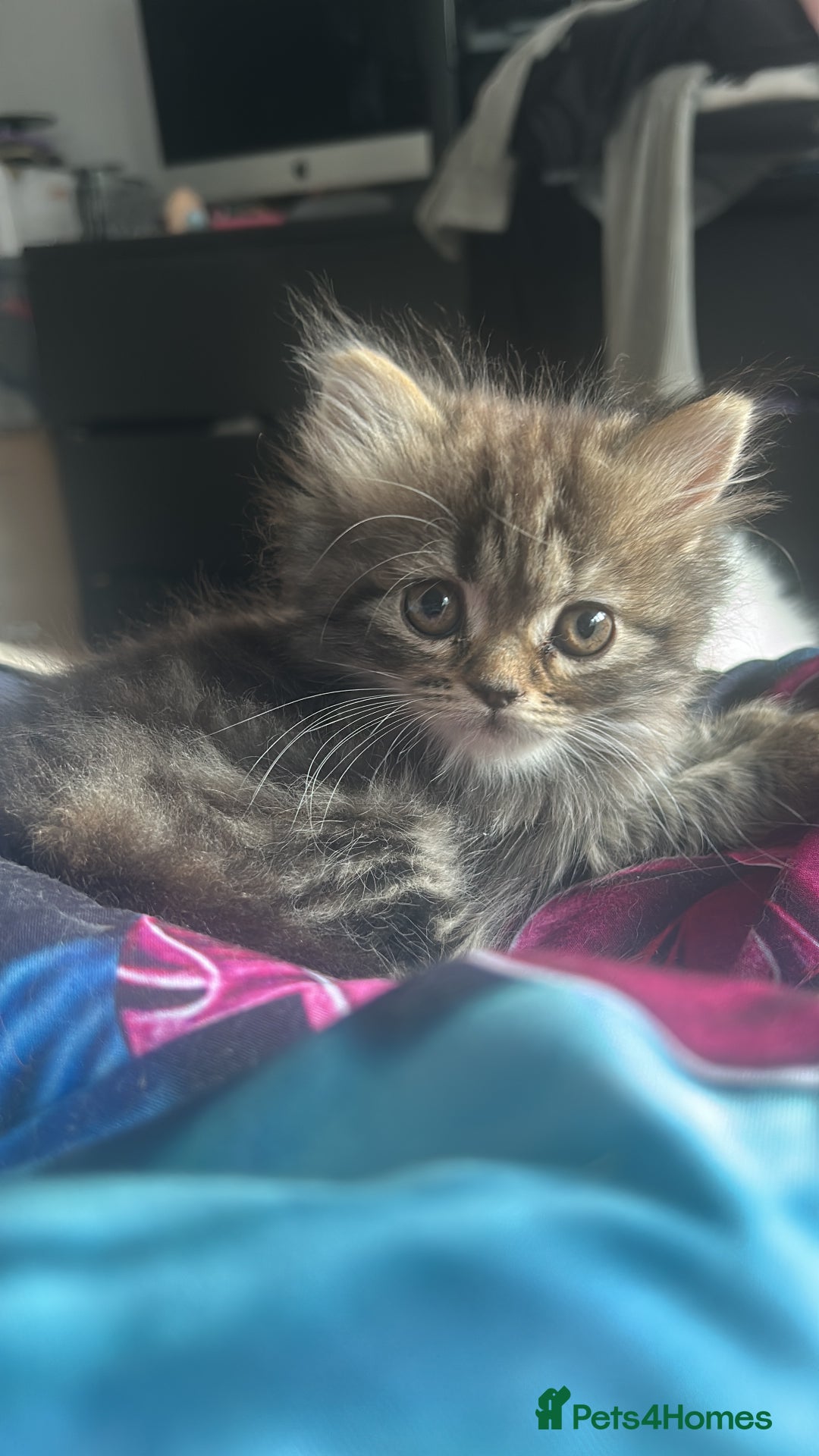 Persian cats for sale: Single female persian - Advert 2