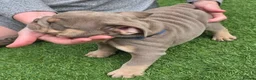 English Bulldog dogs for sale: Rare opportunity- grandpups of Burleybullz Nemesis - Advert 6