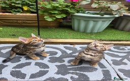 Bengal cats for sale: ✨ Bengal Kittens Looking for Loving Homes ✨ - Image 1