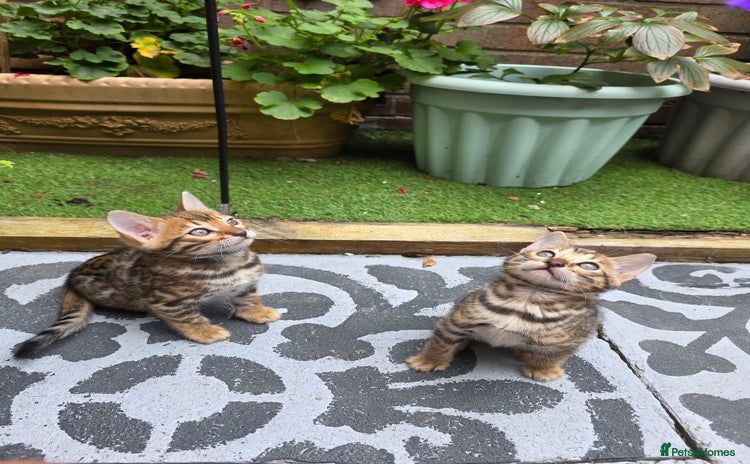 Bengal cats - Advert 4