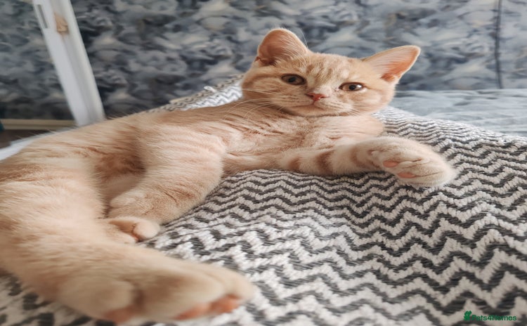 British Shorthair cats - Advert 11