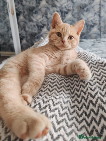 British Shorthair cats - Advert 11