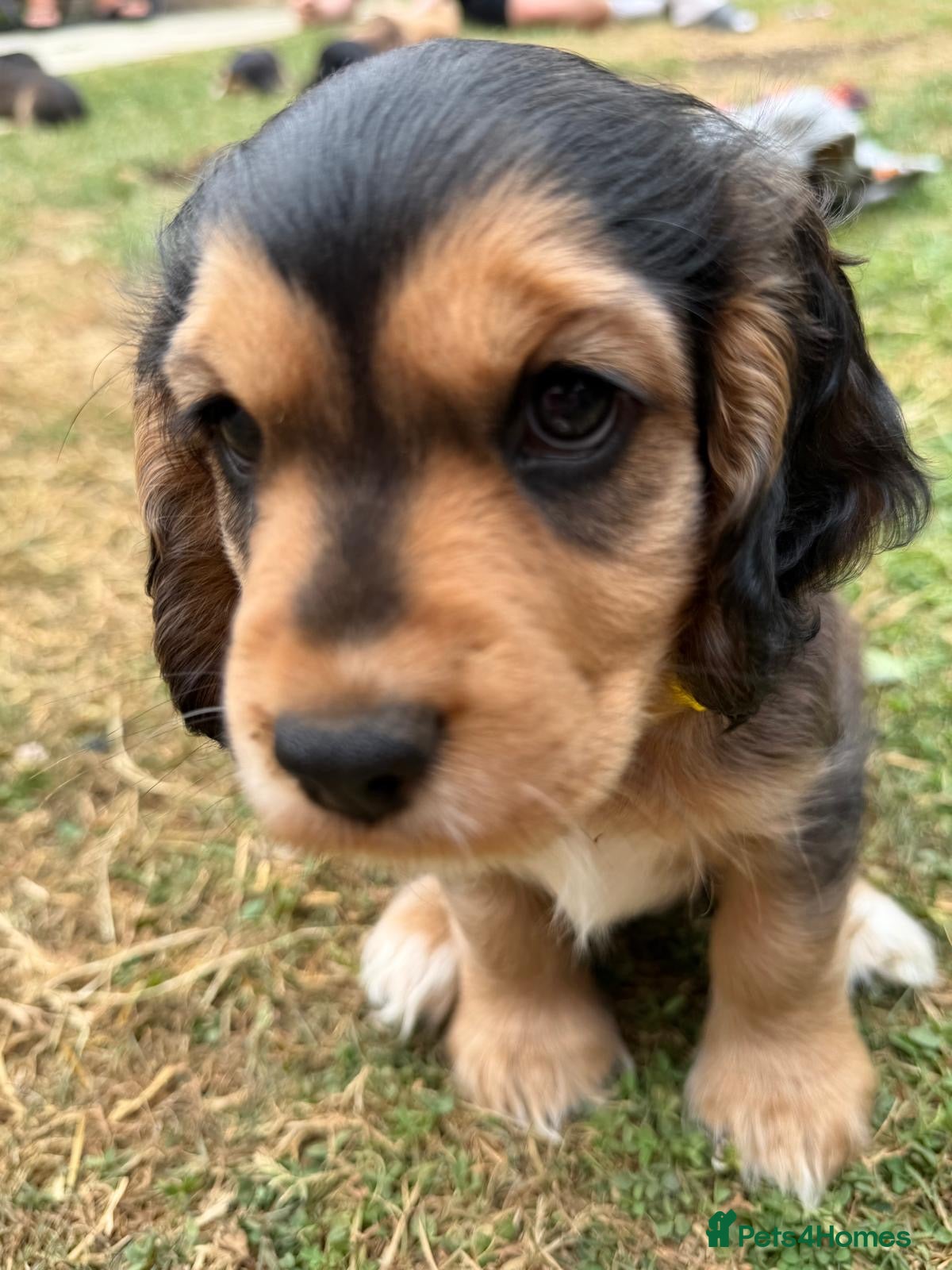 Cocker Spaniel dogs Cocker Spaniel Puppies  - Advert 8