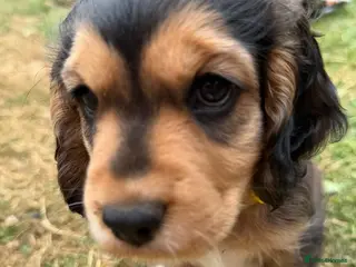 Cocker Spaniel dogs Cocker Spaniel Puppies - Advert 1
