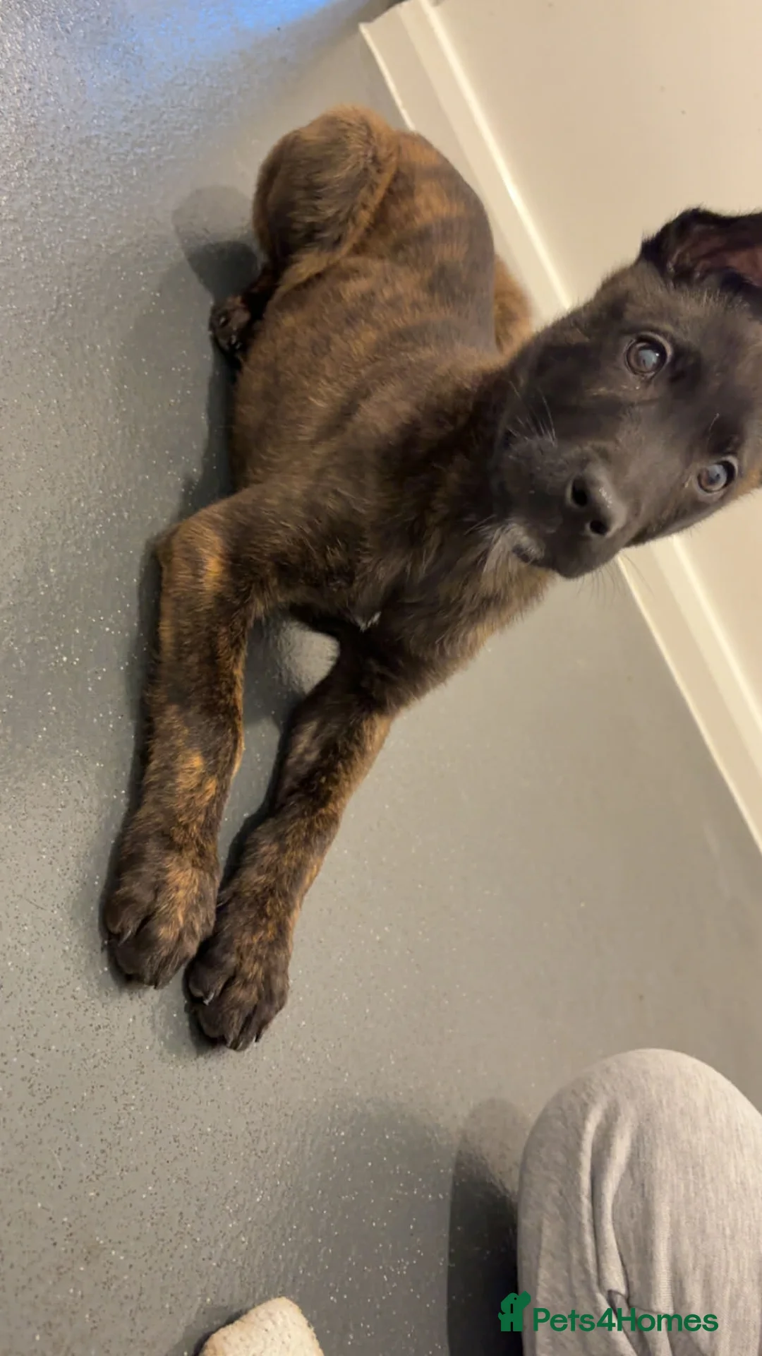 Mixed Breed dogs for sale: Dutch Herder Puppy  - Advert 2