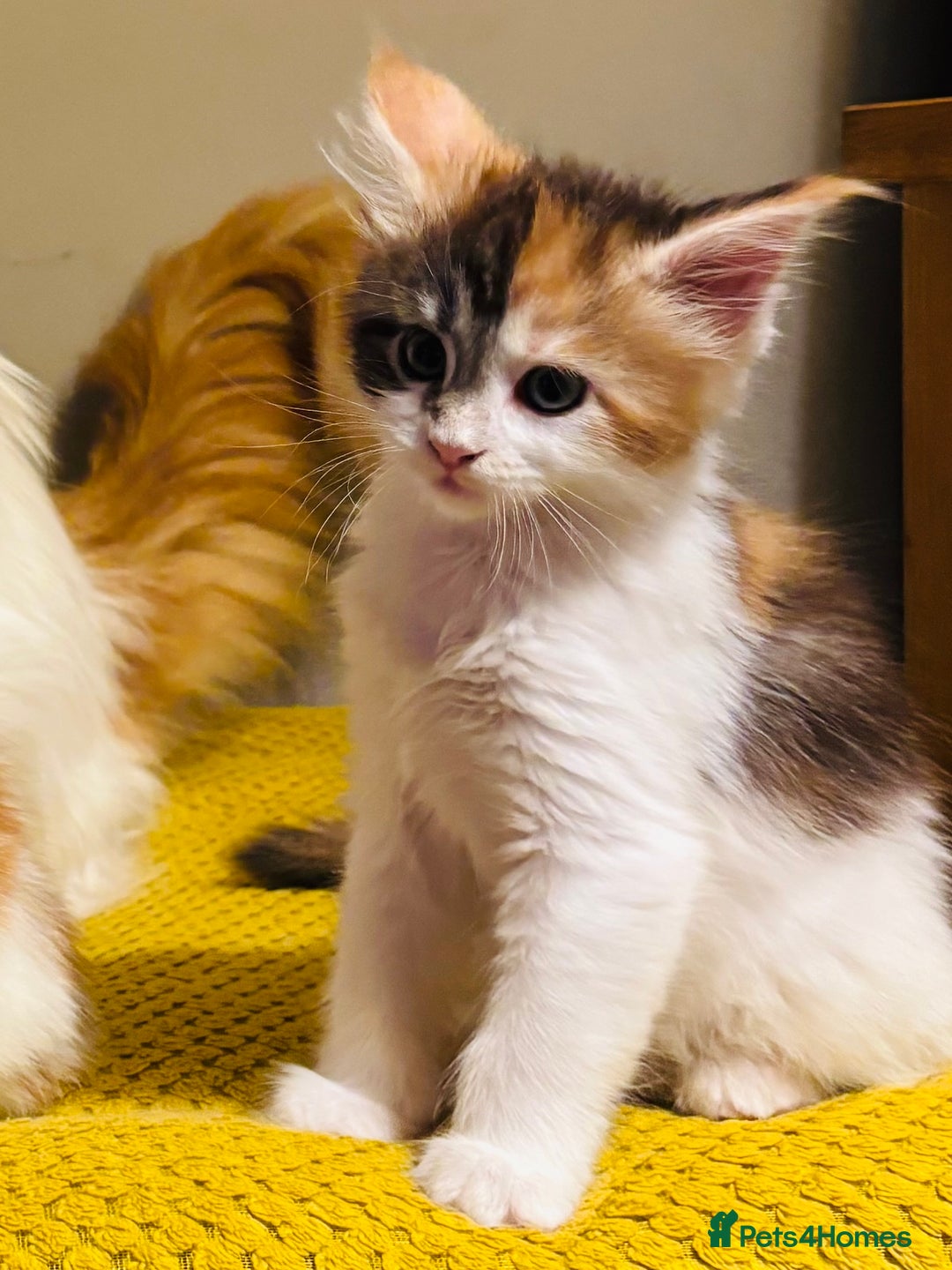 Maine Coon cats for sale: Beautiful Maine coon kittens  - Advert 2