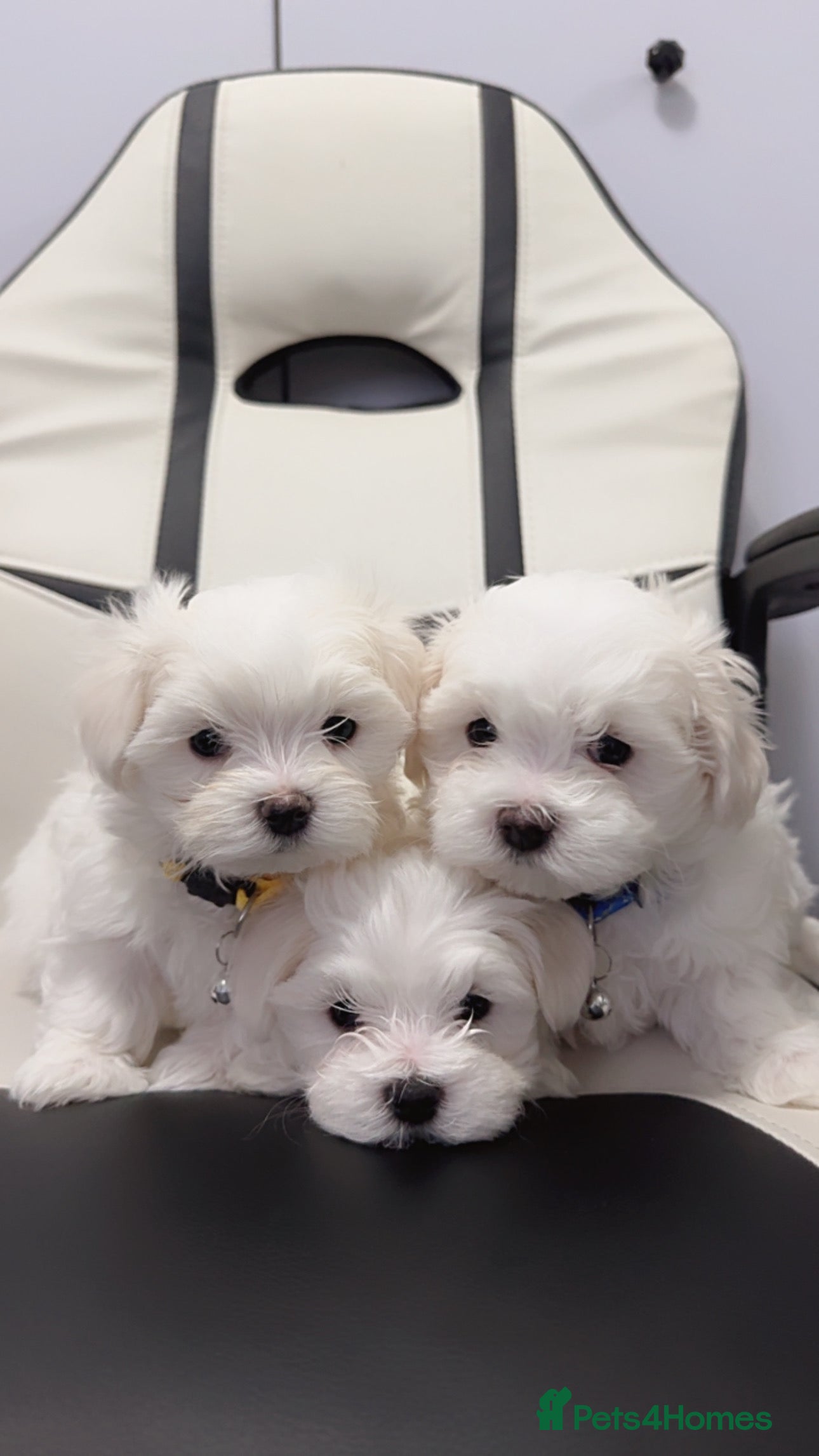 Maltese dogs 🐶 Adorable Male Maltese Puppies for Sale 🐾 - Advert 4