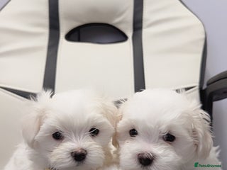 Maltese dogs - Advert 7