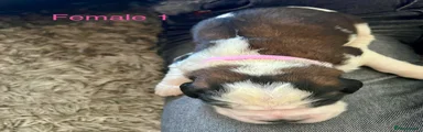 Saint Bernard 5 Pink