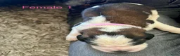 Saint Bernard dogs for sale: Beautiful KC registered show quality Puppies.  - Advert 27