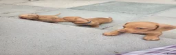 Miniature Dachshund dogs for sale: Beautiful Minature Dachsund's for sale - Advert 10