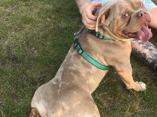 American Bully dogs American Pocket Bully STUD. ABKC reg Lilac TRI - Advert 10