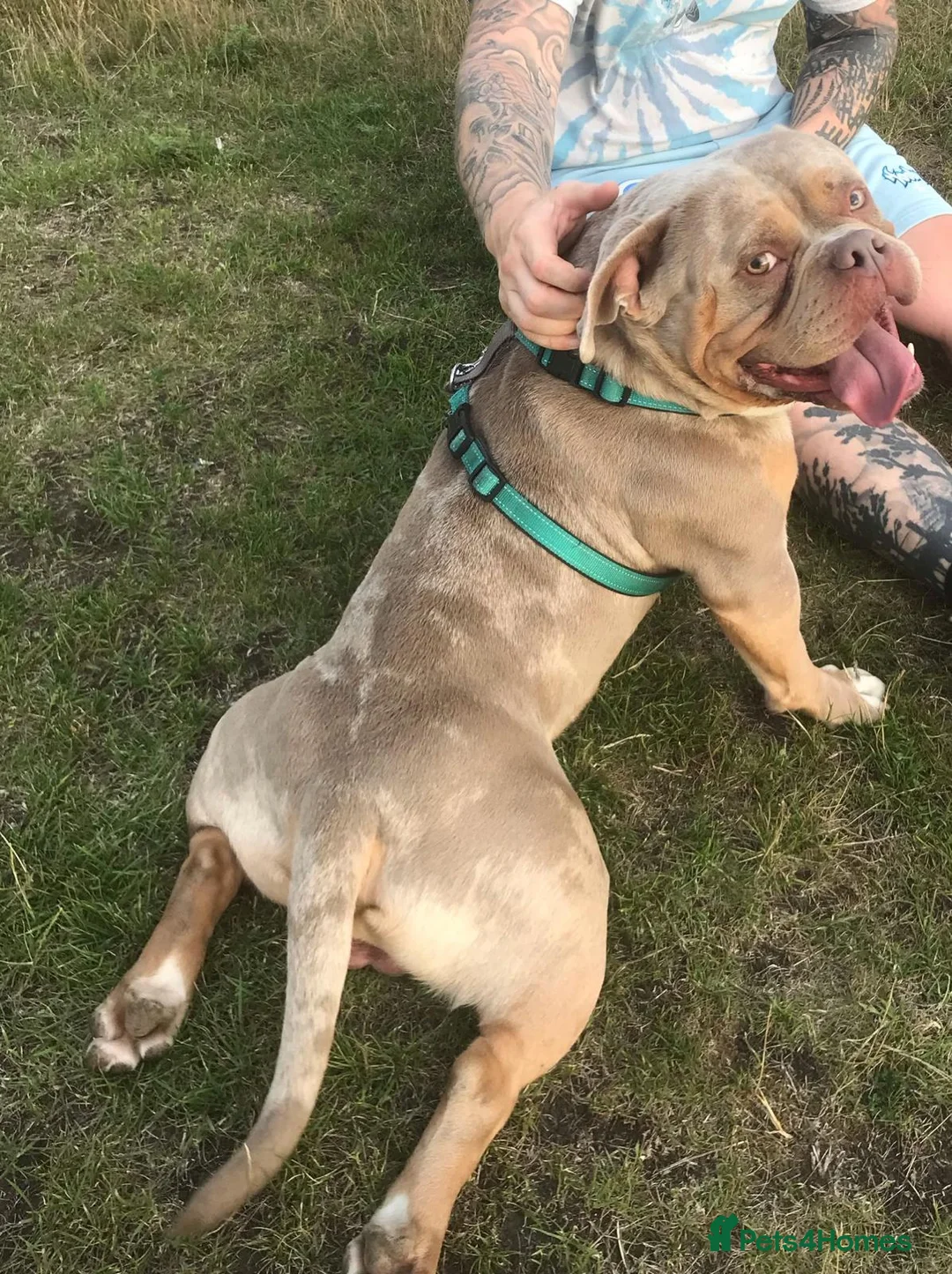 American Bully dogs for stud: American Pocket Bully STUD. ABKC reg Lilac TRI - Advert 1