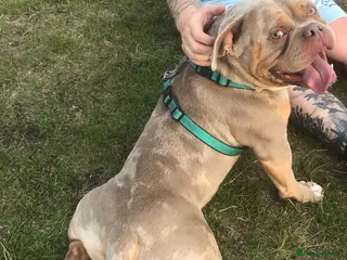 American Bully dogs American Pocket Bully STUD. ABKC reg Lilac TRI - Advert 11