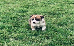 Border Collie dogs for sale: Collie farm pups for sale - Advert 3