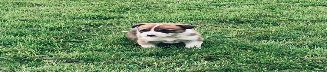 Border Collie Puppy 1