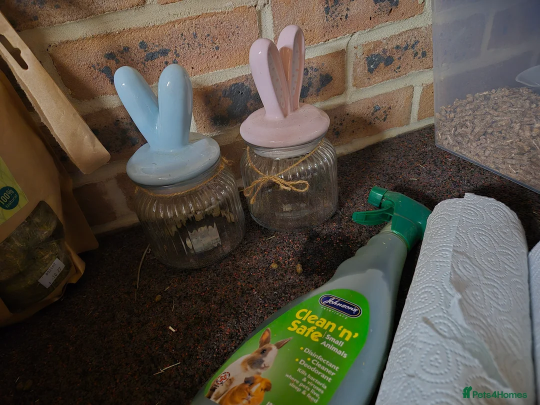 Rex rabbits for sale: Pedro - REW BUCK STANDARD REX - Advert 9