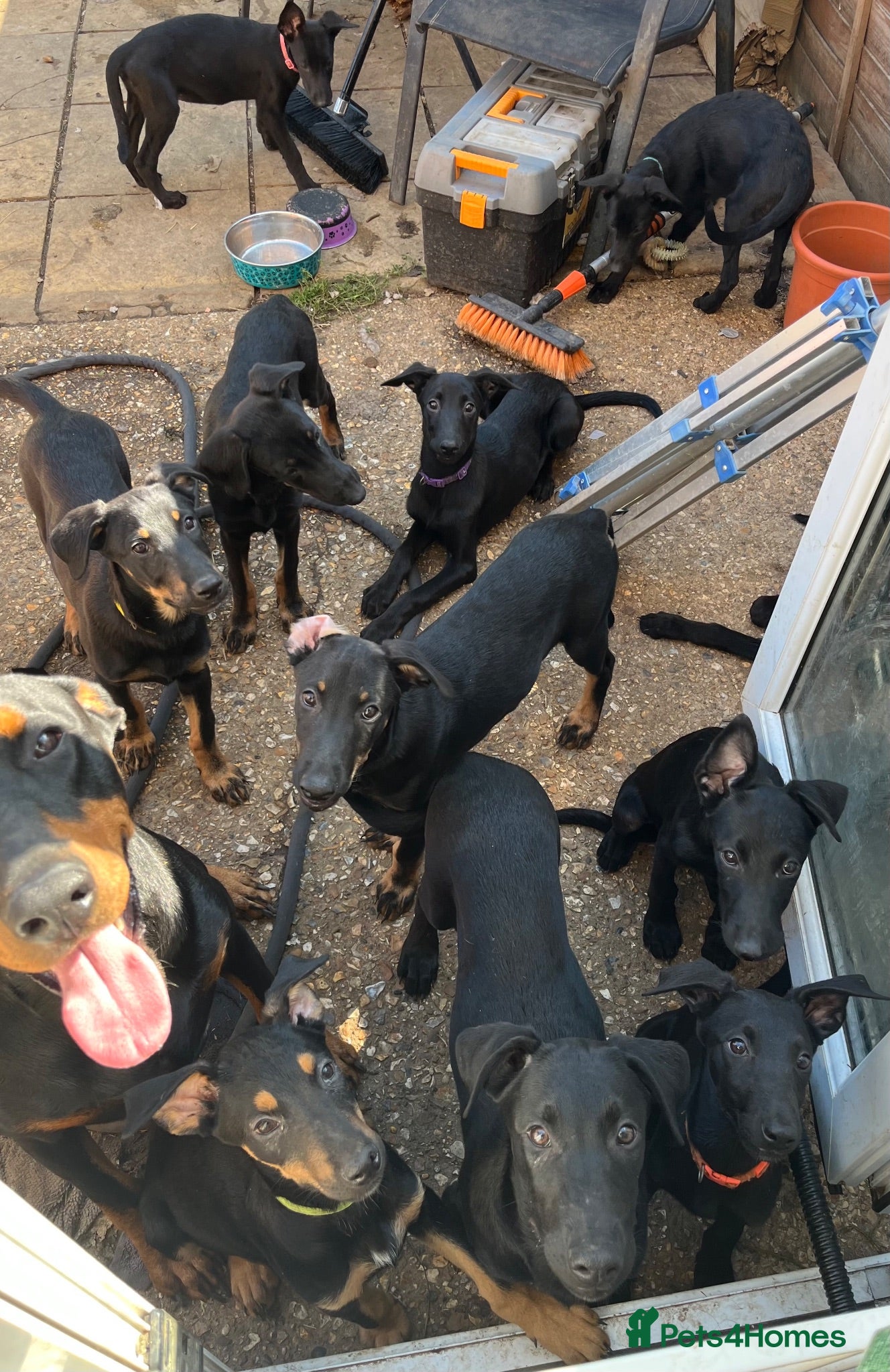 Mixed Breed dogs Belgian Malinois x Dobermann Pups **Only 8 left** - Advert 2