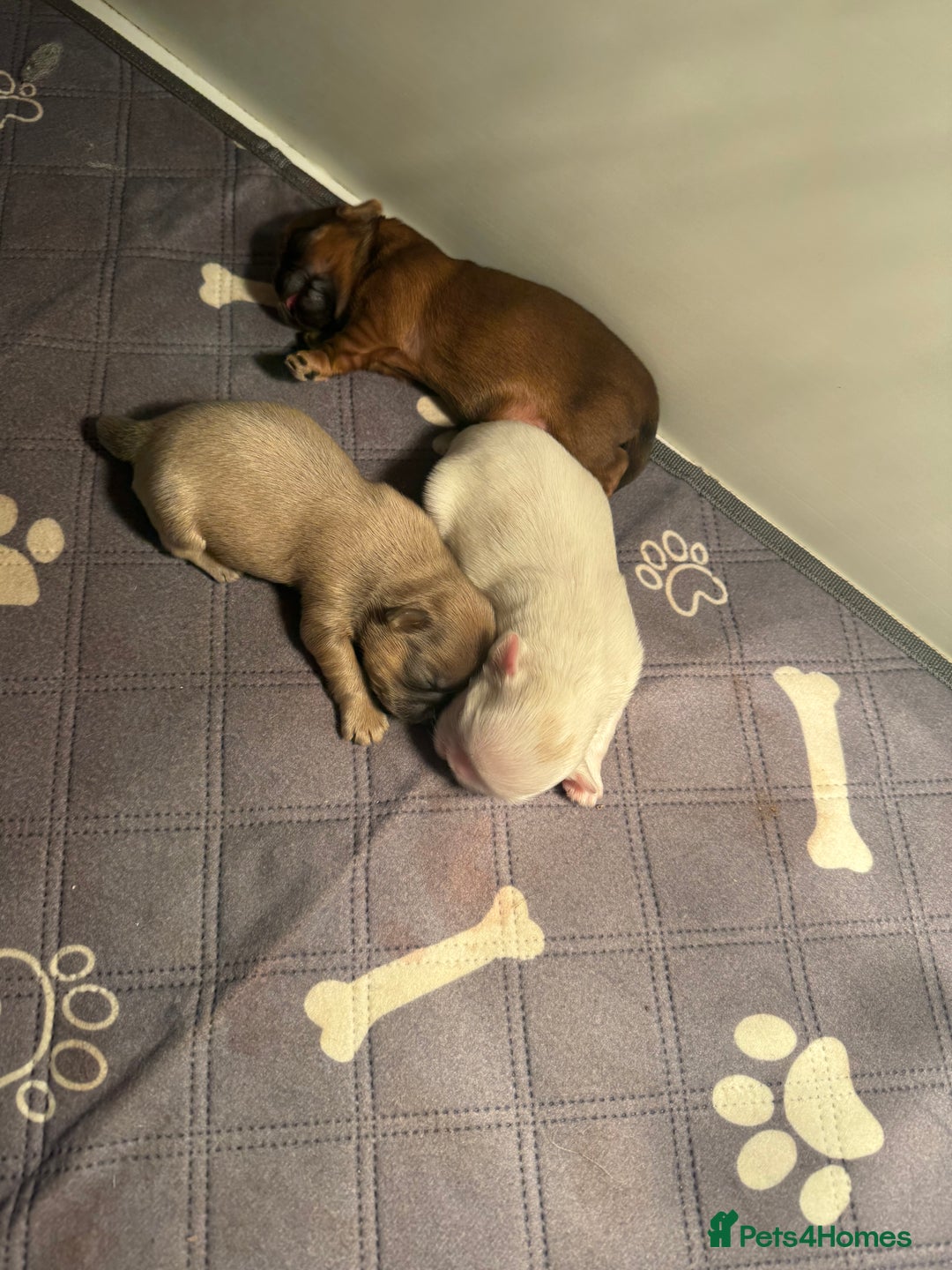 Shih Tzu dogs for sale: Imperial Shih-Tzu Puppies - Advert 10