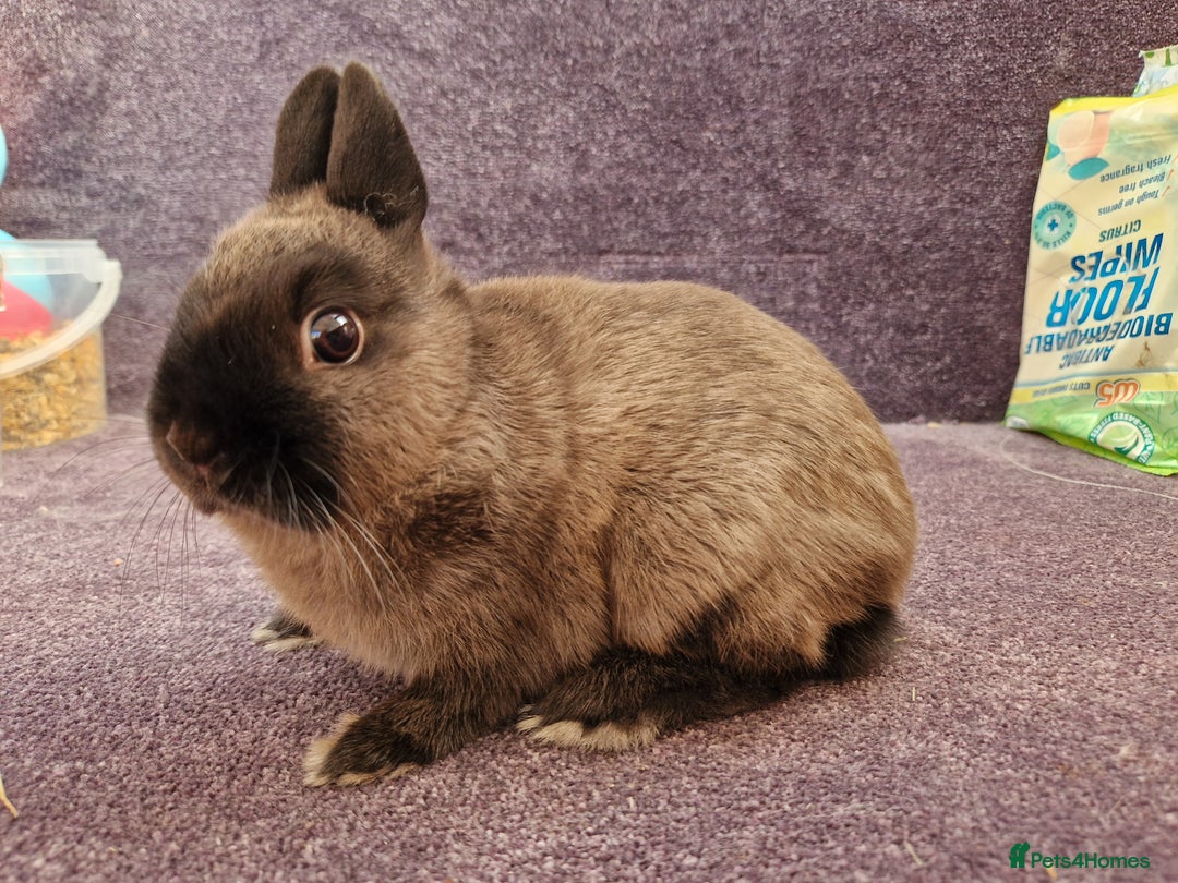 Netherland Dwarf rabbits for sale: Netherland dwarf bunnies for sale - Image 8