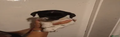 Jackshund 1