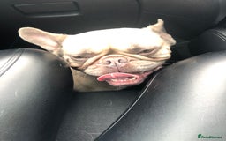 French Bulldog dogs for sale: Beautiful Frenchie - Image 6