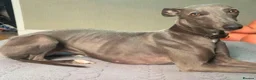 Whippet dogs for sale: The most precious! Kc wippets 🐶 boys & girls   - Advert 3