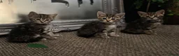 Mixed Breed cats for sale: Mixed Breed Tabby Kittens in Askam-in-Furness - Advert 1