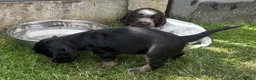 Cocker Spaniel dogs for sale: Kc reg Cocker Spaniel puppies - Advert 8