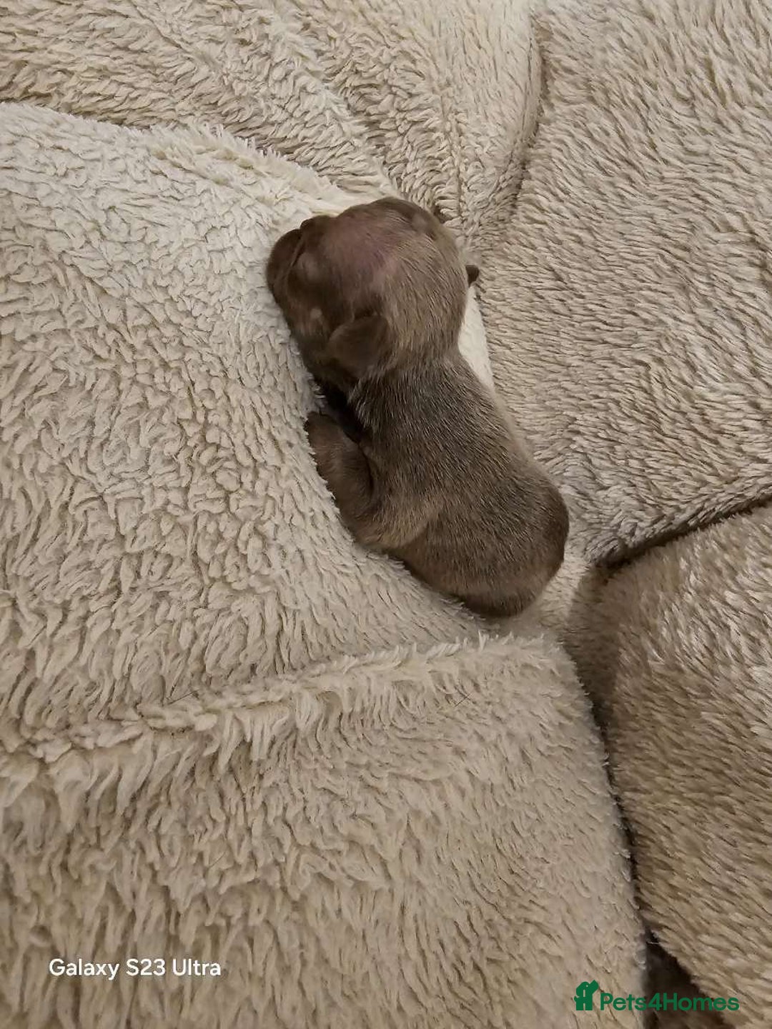 French Bulldog dogs for sale: French bulldog puppys for sale  - Advert 28