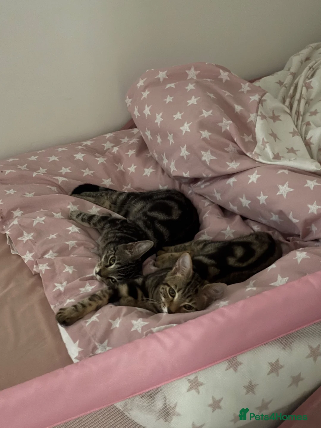 Mixed Breed cats for sale: 2 loving kittens needing a new home 🥰 in Cambridge - Advert 4